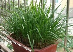 2025 Early Bird-Garlic Chive Seeds for