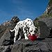 Kurgo Collapsible & Portable Travel Dog Bowl for Food & Water | Portable Water for Dogs | Food Grade Silicone Collapsible Dog Bowl | Pet Travel Accessories | BPA Free | Holdsup to 24 oz | Red