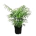 Costa Farms Chamaedorea Elegans Neathebella Palm Live Indoor Plant, 14-Inch