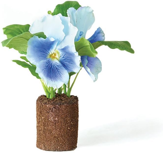 Napa Home & Garden Pansy 6.5