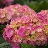 Let's Dance Big EasyÂ® PPAF Hydrangea Bush - REBLOOMING - Proven Winners