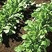 David's Garden Seeds Arugula Astro D2015 (Green) 500 Organic Seeds