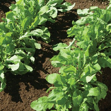 David's Garden Seeds Arugula Astro D2015 (Green) 500 Organic Seeds