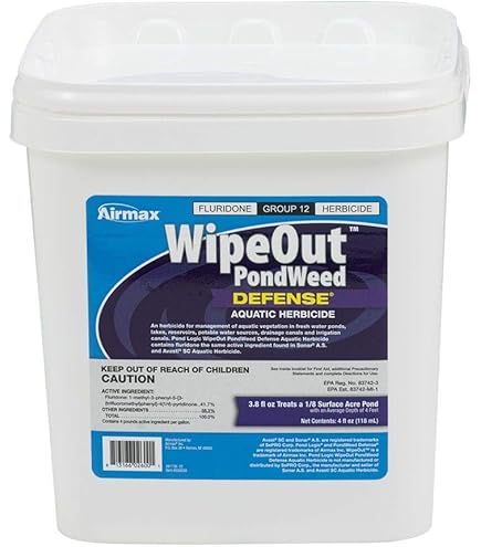 dracaena marginata colorama Dracaena marginata 'Colorama'  ARIUM BOTANICALS