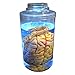 Mad Scientist Lighted Brain in Jar Halloween Prop