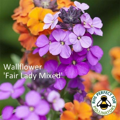 WallFlower Fair Lady Mixed Seeds. Fair Lady Wallflowers