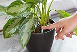 Miracle-Gro Indoor Plant Food 48-Spikes 2.2 oz Home-APP view 4