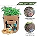 JOYHILL 3Psc 7 Gallon Plant Potato Grow Bags Planting Fabric Smart Pots Cloth Bags Plant Container with Handles and Velcro Windowthumb 2