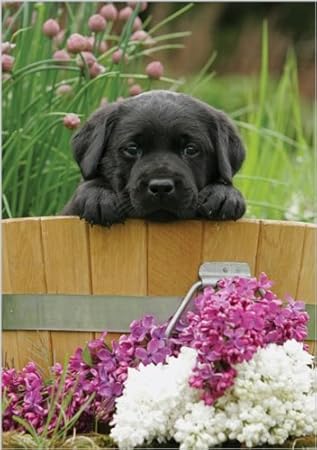 Photographie Vierge Carte D Anniversaire Aba7848 Chiot Golden Retriever Labrador Noir Amazon Fr Fournitures De Bureau