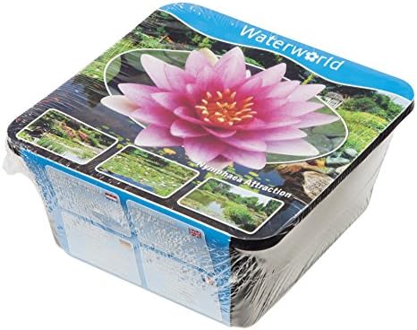 FloraAtHome - Water plants - Nymphaea Attraction - Water lily Pink, Attraction - lilac pot