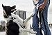 Leash Boss HD Pro - 2 Layer Dog Leash with Padded Handle - Durable 6 Foot Heavy Duty Double Ply Leash for Medium & Large Dogs