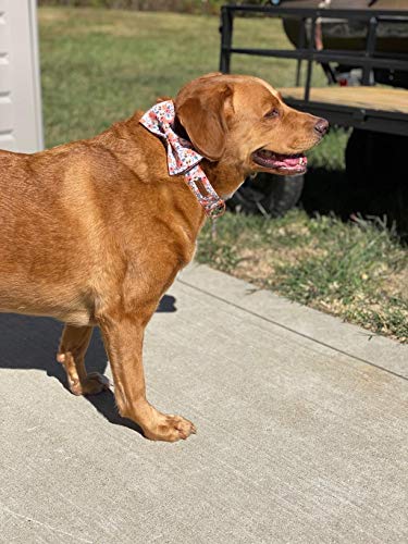 small dog collar with bow tie