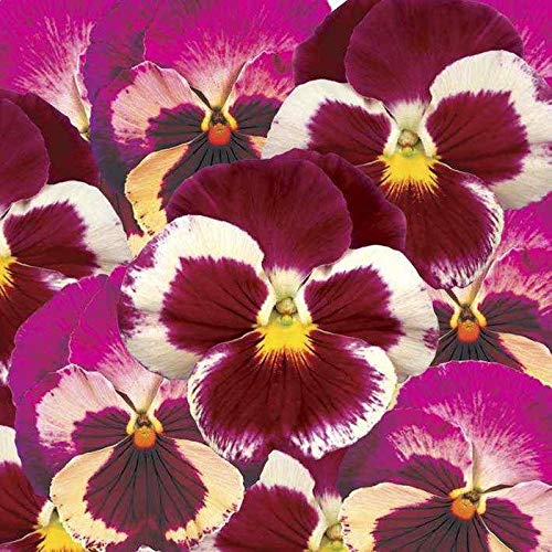 Portal Cool 24 Plantas de Fresa Pensamiento Rose Invierno y ...
