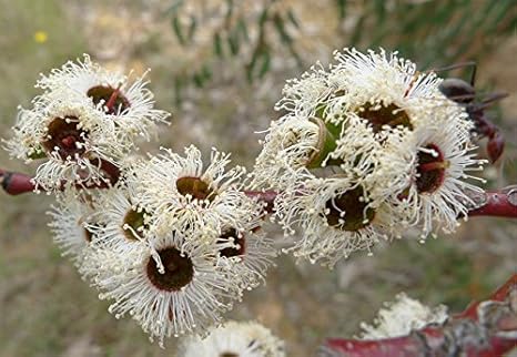 Amazon Co Jp 種子 Eucalyptus Paucifloraユーカリ パウキフローラ Snow Gum スノウガム ユーカリの仲間では 冬成長型の品種 10粒 並行輸入品 Diy 工具 ガーデン