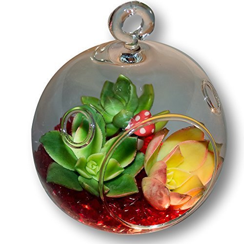 Fat Plants San Diego Round Clear Glass Hanging Terrarium Kit with Rocks One Decorative Mushroom and Succulents, Scarlet Rock