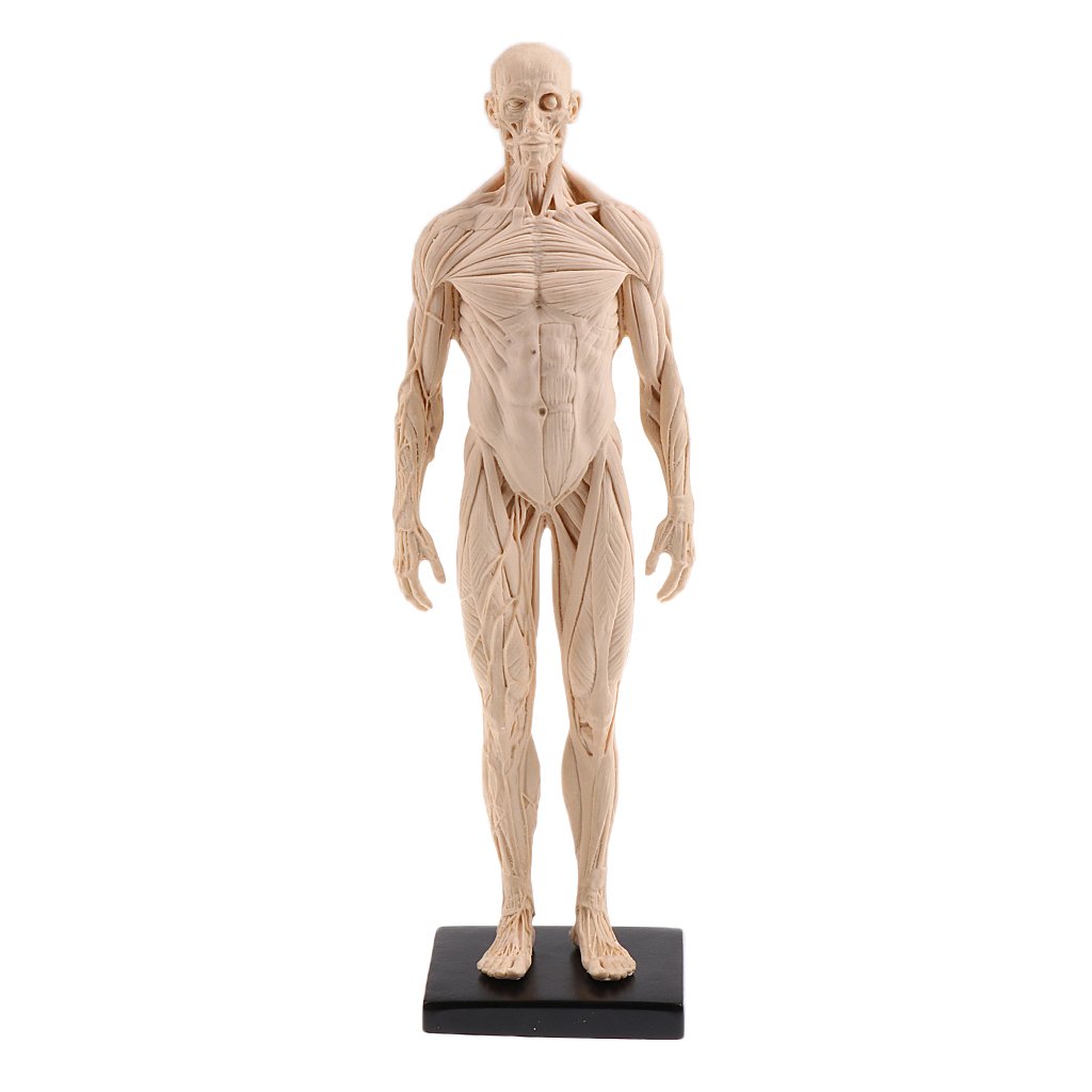 Buy Whitleys Precise Realistic Male Anatomical Reference Model For Artists Online At Low Prices In India Amazon In