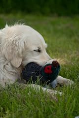 Petface Squeaky Pheasant Plush Dog Toy view 6