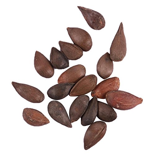 Afco 10Pcs Avocado Seeds Green Fruit Persea Americana Home Garden Plant Easy To Grow Wonderful Gardening Gifts - Thumbnail 3