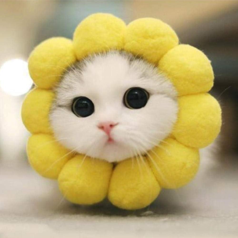 cute yellow cat