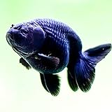 Black Ranchu Goldfish 2inches