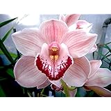 Orchid Insanity -- PENNY'S WORTH -- Cymbidium cute pink blooms pendulous flower spike EASY TO GROW (NOT IN BLOOM WHEN SHIPPED)