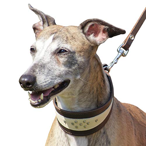 Dingo Soft Leather Collar for Whippet and Gun Dog Breeds Designed Handmade 12403