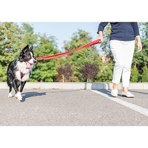 Championl J Pets Britannique Solide Web à Double