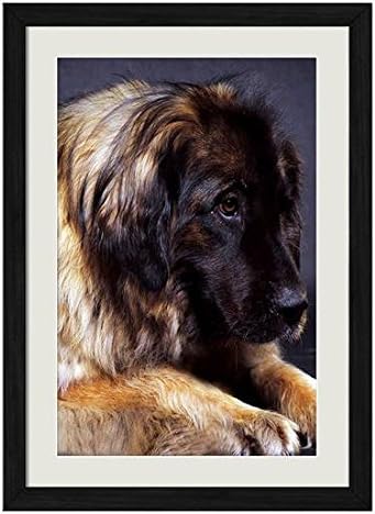 Amazon Co Jp 美しいレオンベルガー犬 動物の写真木製黒額縁アートポスター 30cmx40cm ホーム キッチン