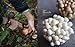 Shroom: Mind-bendingly Good Recipes for Cultivated and Wild Mushrooms