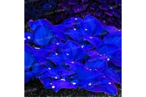 100pcs/bag Mixed Color Hosta Plants,Hosta 'Whirl Wind' in Full Shade,hosta Flower Flores Seed plantas Grass Plante for Home G