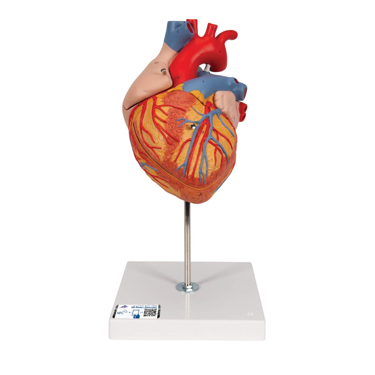 3B Scientific Human Anatomy - Heart Model, 2 Times Life Size, 4 Part + free anatomy software - 3B Smart Anatomy G12