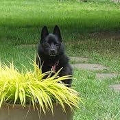 Amazon.com : Nutramax 225-Mg Denosyl Chewable Tablets for