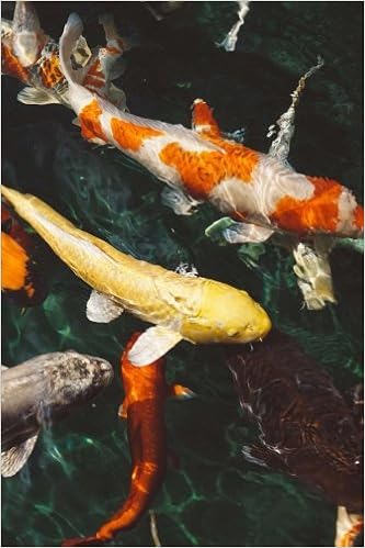 buy koi fish online