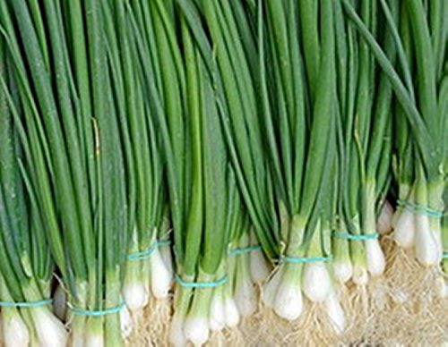 Welsh Onion Pyero - 800 Seeds - Organically Grown - NON-GMO