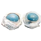 Preserved Cow Eye Specimen for Dissection, for Biology and Anatomy Classrooms, Vacuum Pack of 10, High Quality Cow Eyeballs f