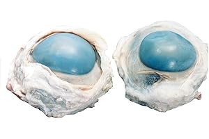 Preserved Cow Eye Specimen for Dissection, for Biology and Anatomy Classrooms, Vacuum Pack of 10, High Quality Cow Eyeballs for Dissection, Made by Anatomy Lab