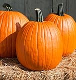 David's Garden Seeds Pumpkin Cargo PMR D3978POI (Orange) 25 Hybrid Seeds
