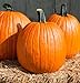 David's Garden Seeds Pumpkin Cargo PMR D3978POI (Orange) 25 Hybrid Seeds