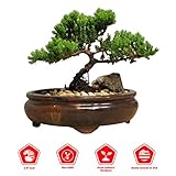 9GreenBox Bonsai Juniper Tree - Japanese Art Live House Plants for Indoor and Outdoor Garden - Dwarf Trees in Container Pot for Home and Office Decor - Best Gift for Mothers Day, Christmas - 4 Pounds