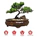 9GreenBox Bonsai Juniper Tree - Japanese Art Live House Plants for Indoor and Outdoor Garden - Dwarf Trees in Container Pot for Home and Office Decor - Best Gift for Mothers Day, Christmas - 4 Pounds primary