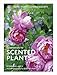 The RHS Companion to Scented Plants by Stephen Lacey, Andrew Lawson