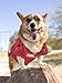 Pets First NCAA College Alabama Crimson Tide Mesh Jersey for DOGS & CATS, Size XX-Large, Licensed Dog Jersey with your Favorite Football/Basketball College Team
