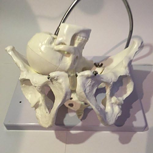 Pelvis model pelvis precision human body skeleton model human body human bone model lumbar spinal cord femur genital joint 3 decomposition delivery pelvis