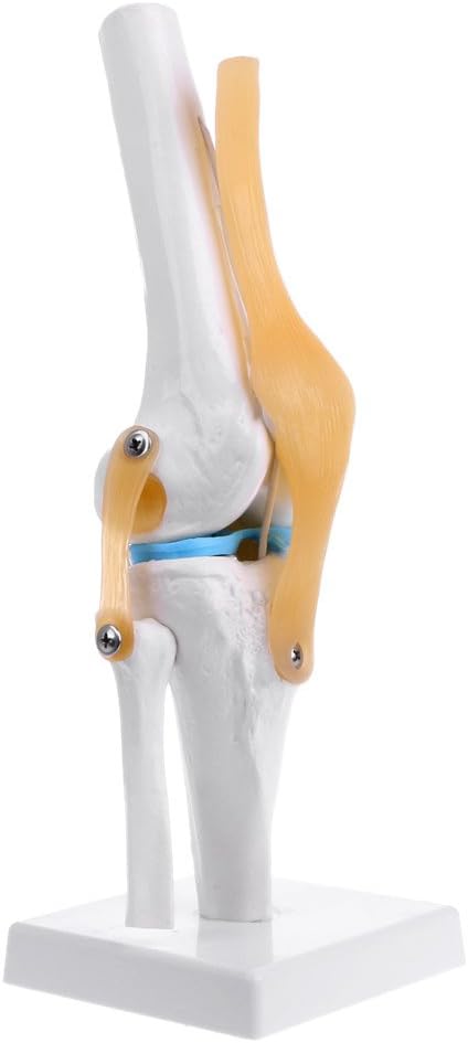 Abicial Human Anatomical Knee Joint Flexible Skeleton Model Medical Learning Aid Anatomy