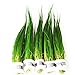 Dwarf Hairgrass Easy Live Aquarium Freshwater Plants Decorations 3 Days Live Guaranteed by Mainam