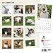 Siamese Cats 2016 Calendar