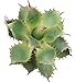 Duovlo Artificial Succulent Plant 7.08 Inch Faux Succulents Agave potatorum Flower Arrangement Craft Wall DIY Materials Pack of 2 (Green)