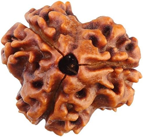 Saubhagya Global 3 Mukhi Lab Certified Original Pure Siddha Rudraksha Form Nepal