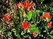 Indian Paintbrush, Rare Red Flower, Perennial, 50 Seeds! Groco*