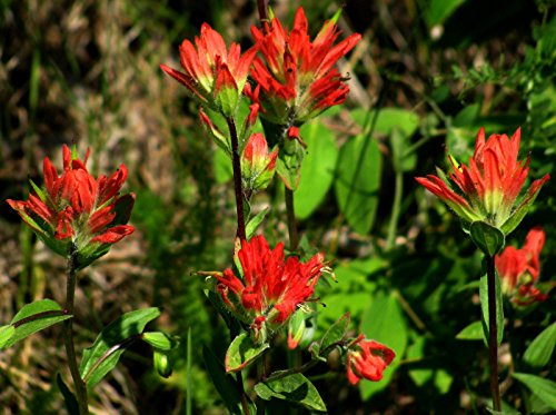 Indian Paintbrush, Rare Red Flower, Perennial, 50 Seeds! Groco*